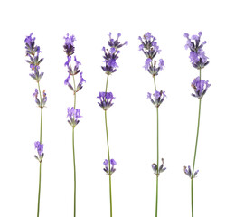 Obraz premium Fragrant lavender flowers isolated on white, set