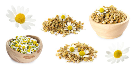Dried and fresh chamomile flowers isolated on white, set
