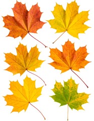 Fototapeta premium Autumn maple leaves on a white background