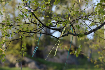 A spring birch branch with young bright green leaves, with multi-colored ribbons tied to it. 