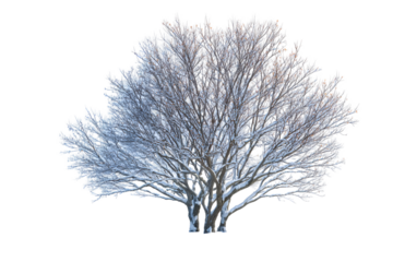 Detailed bare tree silhouette against stark transparent background for design assets