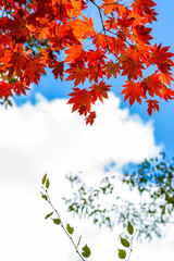 Bright Red Maple Leaves Against Blue Sky in Autumn, Korea