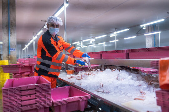 Factory workers in fish and seafood factory are moving food and lifting things into the fish chopping and butchering area before they are cooked and packed in the canned fish factory before export.