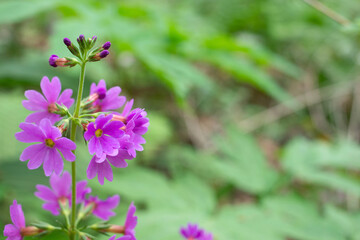 Close-up of Korean Pink Primrose with Buds in Natural Habitat