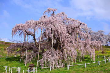 三春町　滝桜
