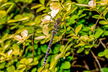 Hawker Dragonfly settled on green leaves