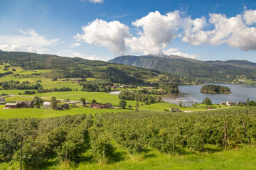 Panoramic View of the Green Rows of Apple Trees in Ulvik, Norway Agricultural Community in Summertime, along Hardanger Fjord,  Norway