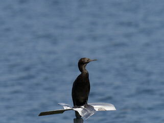 Little Black Cormorant (Phalacrocorax sulcirostris) standing on a metal perch lwith out of focus water in background.