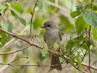 Obraz premium Juvenile Australian Golden Whistler (Pachycephala pectoralis) perched on a thin branch surrounded by green leaves. 