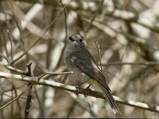Female Australian Golden Whistler (Pachycephala pectoralis) perched in thick leafless bush scrub.