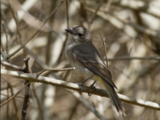 Female Australian Golden Whistler (Pachycephala pectoralis) perched in thick leafless bush scrub.