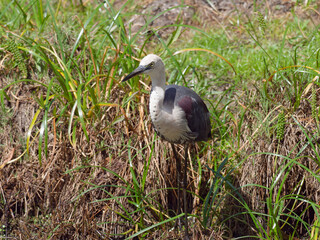 Pacific Heron or White-necked Heron (Ardea pacifica) wandering around a grassed wetland environment.