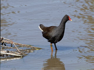 Dusky Moorhen (Gallinula tenebrosa) standing in the shallows of a lagoon next to a semi submerged shopping trolley.