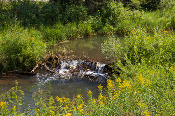 Small stream in a meadow 