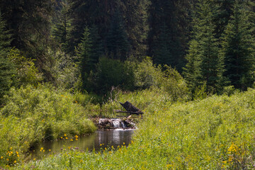 Small stream in a meadow with forest background