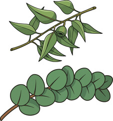 Eucalyptus leaves illustration on white background