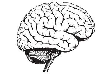 Brain silhouette icon simple vector illustration isolated on white background for medical concepts
