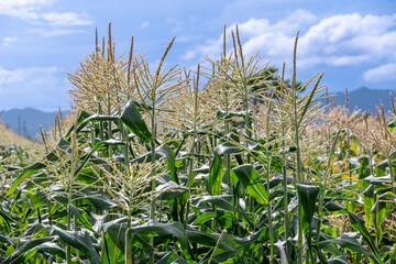 夏空とトウモロコシ畑