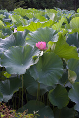 Ancient Origin Lotus
