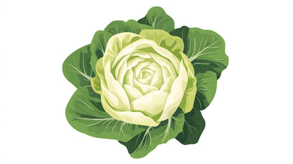 Obraz premium Cabbage Illustration