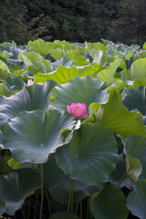 Ancient Origin Lotus

