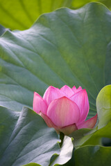 Ancient Origin Lotus
