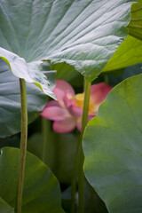 Ancient Origin Lotus
