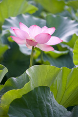 Ancient Origin Lotus
