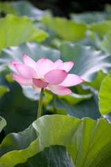 Ancient Origin Lotus
