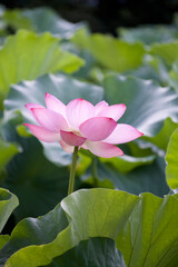 Ancient Origin Lotus
