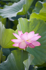 Ancient Origin Lotus
