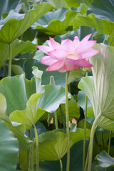 Ancient Origin Lotus
