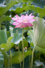 Ancient Origin Lotus
