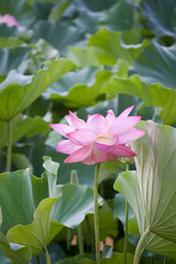 Ancient Origin Lotus
