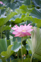 Ancient Origin Lotus

