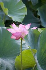 Ancient Origin Lotus
