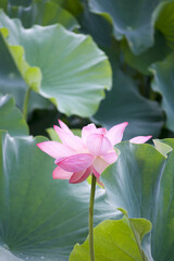 Ancient Origin Lotus
