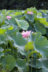 Ancient Origin Lotus
