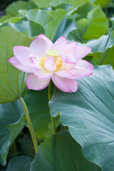 Ancient Origin Lotus
