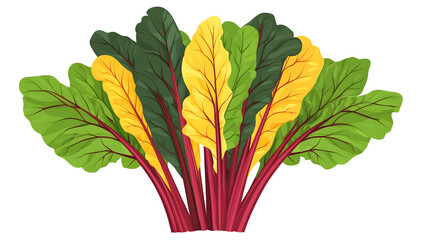 Naklejka premium Swiss Chard Illustration
