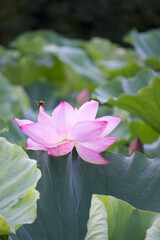 Ancient Origin Lotus
