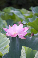 Ancient Origin Lotus
