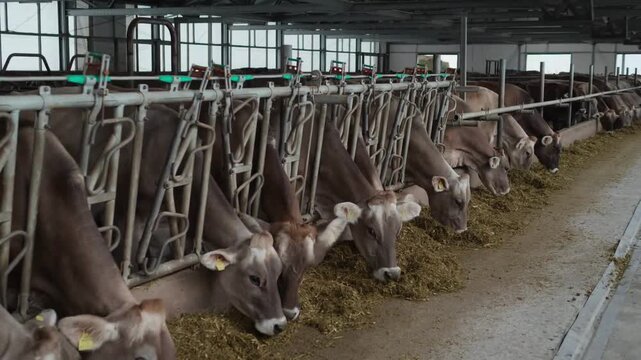 livestock cattle With Big Eyes is Eating, Chewing Hay, Milk and Meat Production Industry, Close Up Dairy farm simmental cattle, feeding cows in farm