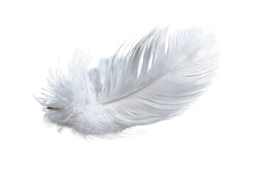 Soft White Feather Isolated on Black Background Showcasing Delicate Texture and Natural Beauty of Nature