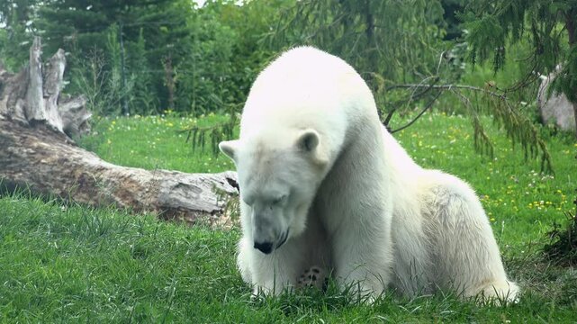 Overheating Polar Bear at zoo 4k