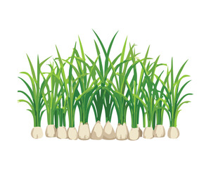 A Row of Garlic Plants with White Bulbs, Isolated Agricultural Vector Graphic