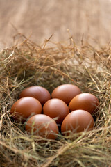 Several chicken eggs resting on a nest