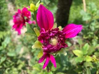 pink and purple flowers