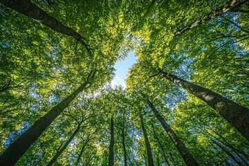 Fototapeta premium View looking up at tall green leafy trees with sunlight filtering through blue sky in a peaceful forest