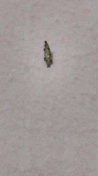 A plaster bagworm, the case-bearing moth larva of Phereoeca uterebella, crawling slowly upward on a white interior wall surface.